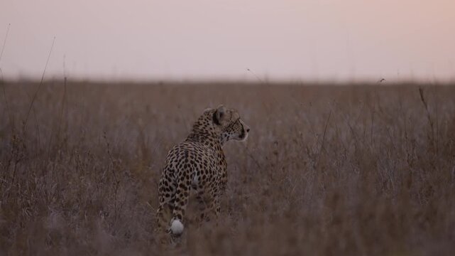Slider right to left  wide bokeh of a cheetah (Acinonyx jubatus) walking in the tall grass in savannah in Kenya