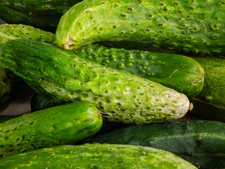 A fresh harvest of homegrown cucumbers ready for market