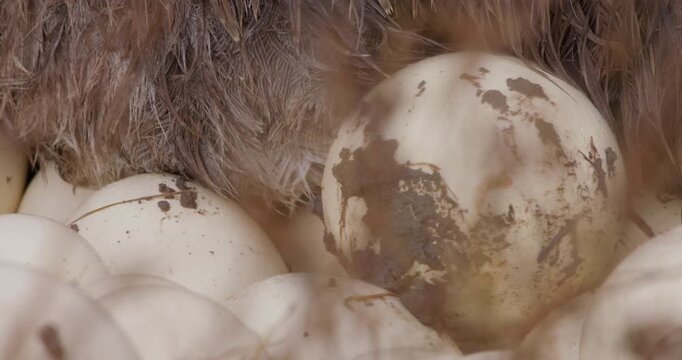 Extreme close up of a Somali ostriches (Struthio molybdophanes) body brooding on eggs at the savannah in kenya