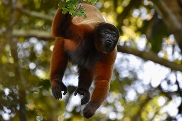 Red howler monkey hanging from the tree © Yve