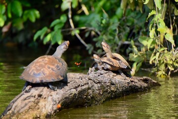 turtle lovestory