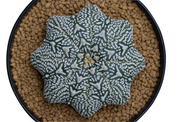 Top view of Astrophytum asterias superkabuto V type in a pot isolated on transparent background png file	
