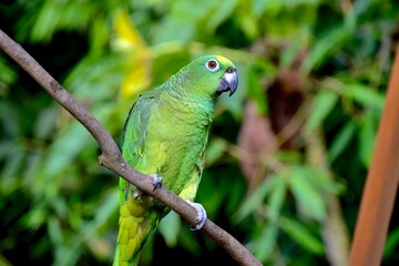 yellow crowned amazon