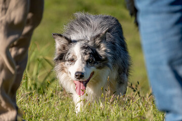 Chien animal de compagnie Border collie