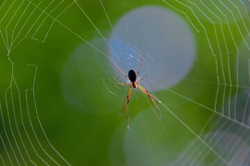 spider on web