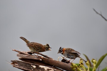 rufous-collared sparrow in a debatte
