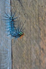 caterpillar on a wooden railing