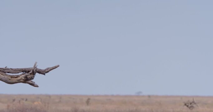 Wide right to left of Cheetah (Acinonyx jubatus) standing on a dead tree and scanning the horizon on hot sunny day in Savannah in Kenya