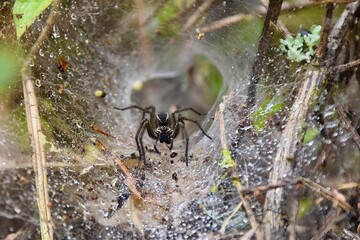 spider on a web
