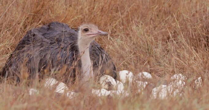Wide of a Somali ostrich (Struthio molybdophanes) incubating on eggs while scanning the plains in kenya