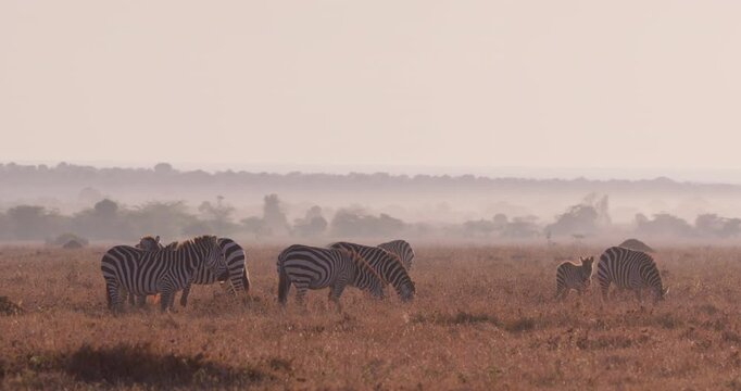 Wide of group of adult and baby Grevy's Zebra (Equus grevyi) grazing during misty sunrise with golden light in dry Savanna in Kenya
