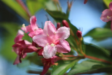 Geflecktes Knabenkraut