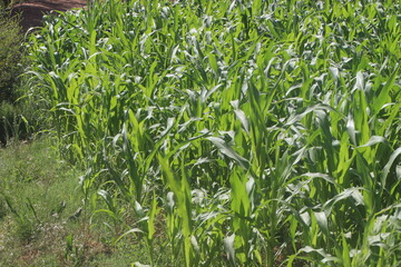 Green corn field in the morning