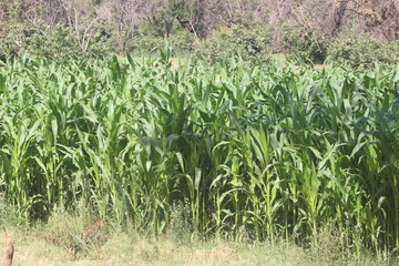 Green corn field in the morning