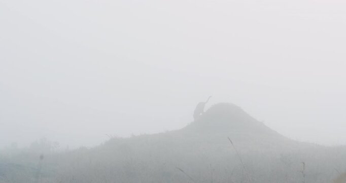 Extreme wide of pair of Cheetah (Acinonyx jubatus) walking down a termite mound in grass savannah in foggy morning in Kenya