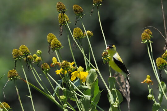Golod finch perched among yellow flowers. 