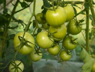 A bunch of green tomatoes ripening on branches in a greenhouse in a garden plot as a concept for growing organic vegetables on your own