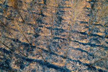 Drone view of a devastated forest: a pattern of destruction and light.