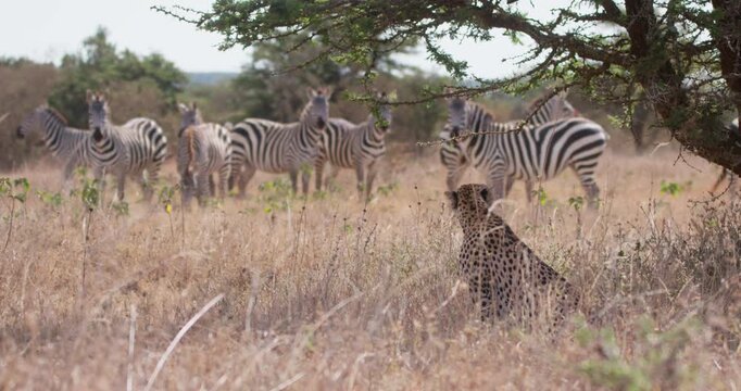 Wide of cheetah (Acinonyx jubatus) beneath tree observing herd of plains zebra (Equus burchelli) in savannah in afternoon in Kenya
