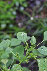 Raindrops on the surface of Acalypha indica leaves