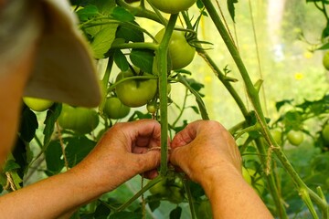 Hands of adult female farmer tying tomato branches in greenhouse in summer in garden plot as concept of growing organic food by yourself