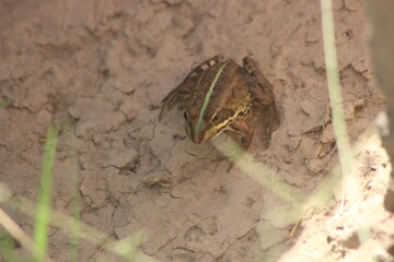 Small frog on ground
