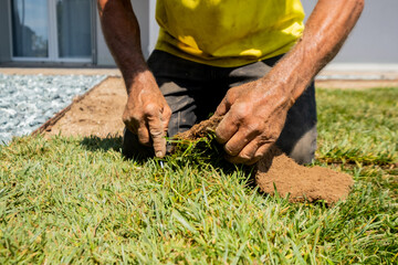 Gardener Adjusting Sod Roll on Lawn Installation