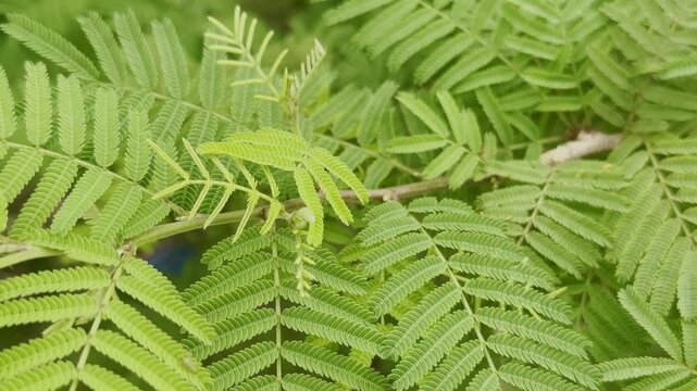 close-up of vibrant green compound leaves of Shami plant (Prosopis cineraria) also known as Khejri or Jand, exhibiting a delicate, feathery appearance