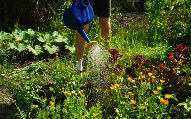 A young farmer pours water from a blue plastic watering can on lettuce and vegetables in the garden garden in summer during drought and abnormally hot weather