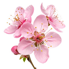 Pink cherry blossoms in full bloom on a clear background showcasing delicate floral beauty close-up