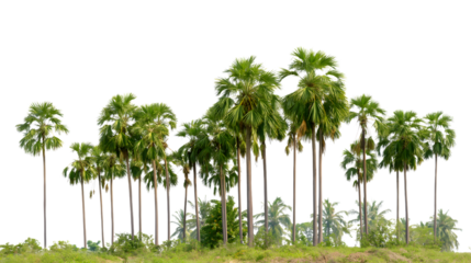 cluster of palm trees on a grassy hill isolated on white background