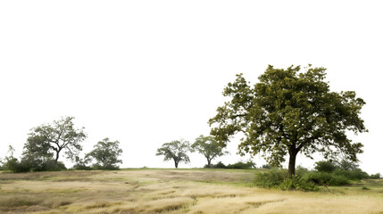 Obraz premium landscape of trees on vast field isolated on white background