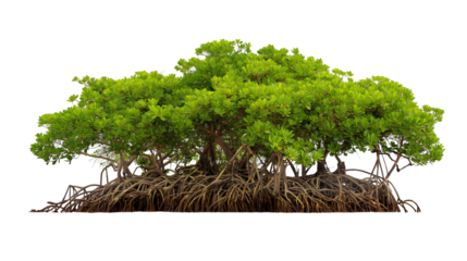  lush tree with expansive branches and complex root system isolated on white background