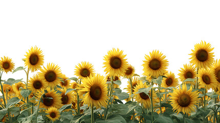  field of vibrant sunflowers isolated on white background