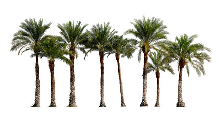  row of palm trees, with lush green leaves and tall trunks isolated on white background