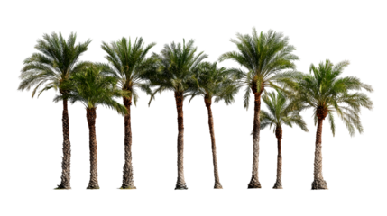  row of palm trees, with lush green leaves and tall trunks isolated on white background