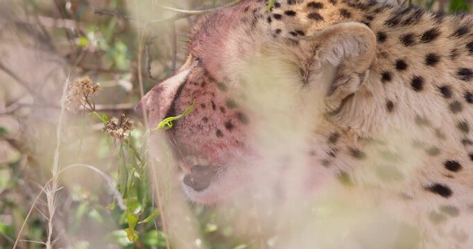 Close up of one eyed Cheetah (Acinonyx jubatus) with bloody head scanning horizon through shady bush thicket in Savannah grassland in Kenya