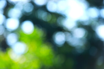 木漏れ日の光をぼかした背景素材