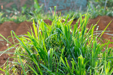 Fresh Green Grass on Fertile Soil