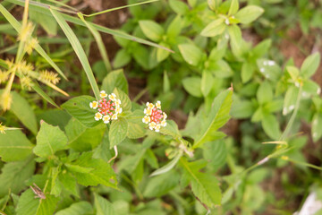 Wild Tropical Flower Close-Up