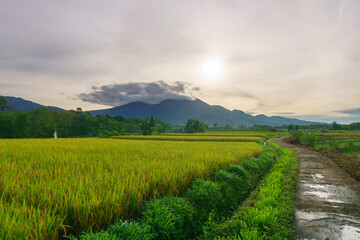 Beautiful morning view indonesia panorama landscape forest with beauty color and sky natural light