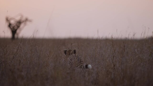 Slider right to left extreme wide of a cheetahs (Acinonyx jubatus) back walking in the tall grass of the savannah in kenya  