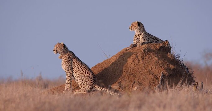 Wide of a pair of Cheetahs (Acinonyx jubatus) resting on top of a mound of soil in the dry savannah grassland at midday in Kenya