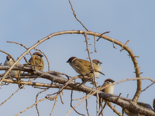 木に集まる冬毛のスズメ達