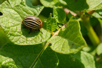 Close-up image of agricultural pest Colorado potato beetle (Leptinotarsa decemlineata), copy space. Pest invasion, insects on eaten damaged leaves.