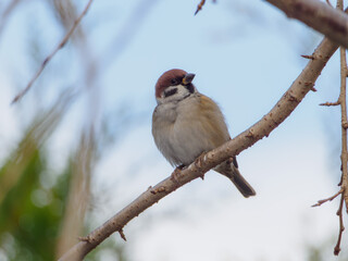 右を向いた若いスズメ