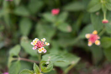 Wild Tropical Flower Close-Up