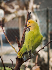 Yellow Lovebird Perched on a Branch, a Vibrant Bird in Natural Habitat