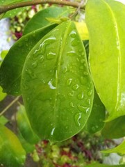 green leaf with water drops