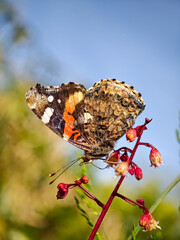 Painted lady butterfly resting on a red flower stem against a bright blue sky backdrop.